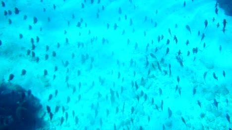 Muchos-Peces-Están-Nadando-En-El-Agua-Azul-Caliente-Del-Mar-Caribe