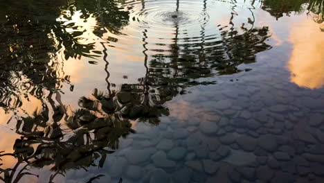 Slow-Motion:-Reflection-of-palm-trees-and-clouds-at-sunset-in-still-pond-water-with-gentle-ripples