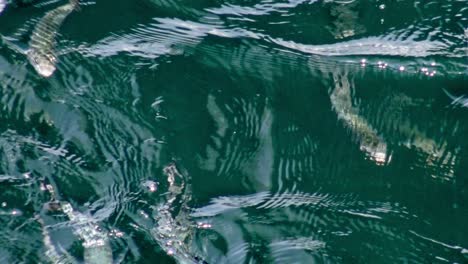 Schwärme-Fliegender-Fische,-Die-Unter-Der-Wasseroberfläche-In-Manzanillo,-Mexiko,-Schwärmen