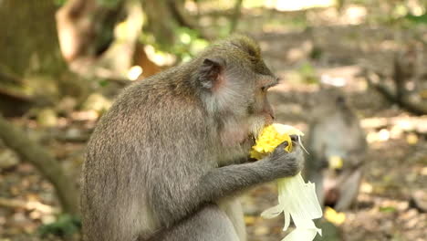 Macaco-De-Cola-Larga-Comiendo-Maíz-Con-Otros-Monos-En-El-Fondo-La-Pared-De-Un-Templo-En-El-Bosque-De-Monos-Sagrados-En-Ubud,-Bali