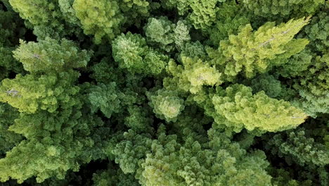 4k-Luftaufnahmen-Von-Sonnenbeschienenen-Kalifornischen-Redwood-Wäldern-Mit-Hellgrünen-Blättern,-Die-Sich-Sanft-Im-Wind-Bewegen