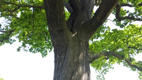Looking-up-a-large-tree-in-summer