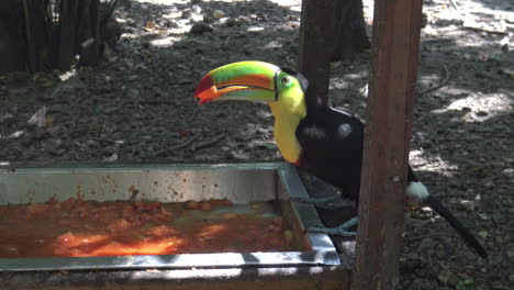 Toucan-Eating-food-from-a-trough-in-Cartagena-Colombia