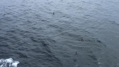 Three-brown-boobies,-soaring-along-the-water-in-slow-motion-birds