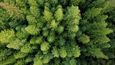 AERIAL-footage-of-sunlit-Californian-Redwood-forest-with-bright-green-foliage