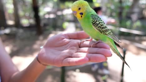 Budgie-lands-on-my-hand-and-dances-around