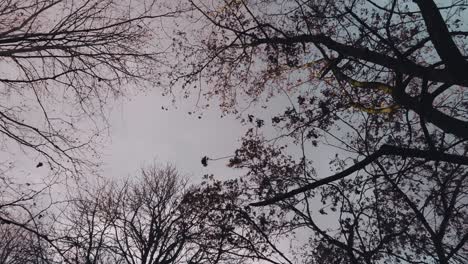 Slow-motion-of-trees-and-Birds