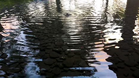 Reflection-pond-with-bubbler-water-feature-and-concentric-ripples-in-still-water-at-sunset