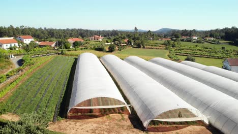 Vineyard-in-Portugal