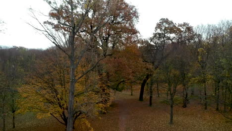 Aerial-shot-of-autumn-trees-in-Prater,-Vienna,-Austria-decending-from-tree-tops-to-ground-level