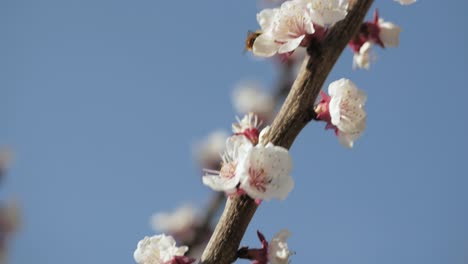 Bee-on-cherry-blossom-collecting-nectar-and-pollen-moving-from-blossom-to-blossom-with-blue-sky