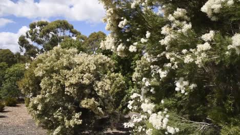 Weiß-Blühender-Einheimischer-Australischer-Baum