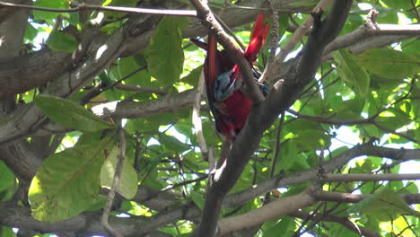 Beautiful-red-and-green-Macau-parrot-in-the-tree's-in-Cartagena-Colombia