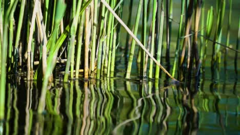 Grass-Bamboo-coming-out-of-stream-pond-in-England