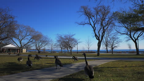 this-is-a-footage-of-Canada-Geese-residing-in-Toronto-area-close-to-lakeshore-blvd-at-Lake-Ontario-in-late-fall-2018-in-4K-ProRes-taken-with-a-gimbal