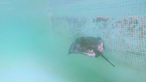 Stingray-swimming-in-slow-motion-Half-Moon-Cay-Bahaman-water-private-island-tour