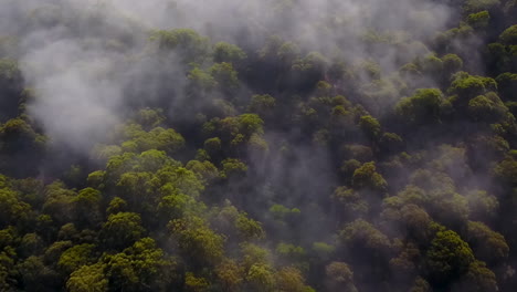 Antenne:-Fliegen-über-Nebligen-Bergwaldbäumen