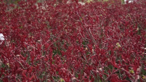Field-of-deep-red-coloured-Australian-native-kangaroo-paw-flowers