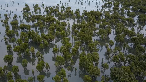 AERIAL-footage-flying-over-mangroves-in-Western-Port-Bay-in-Victoria,-Australia