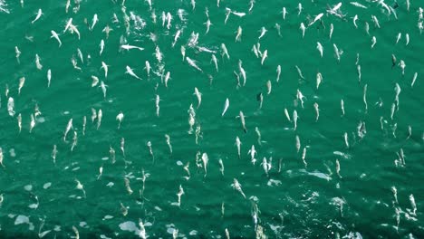 Large-school-of-flying-fish-from-above-in-Manzanillo-Mexico