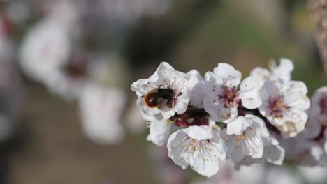 Abeja-En-Flor-De-Cerezo-Recolectando-Néctar-Y-Polen-Moviéndose-De-Flor-En-Flor