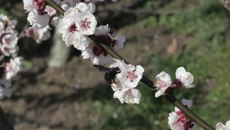 Wood-bee-on-cherry-blossom-collecting-nectar-and-pollen-moving-from-blossom-to-blossom