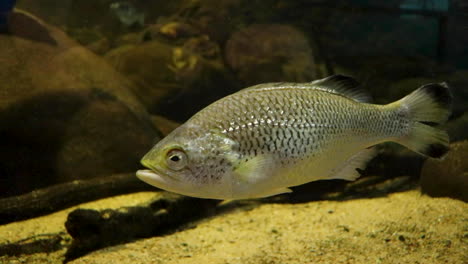 Silver-freshwater-fish-in-aquarium-swimming-very-slowly