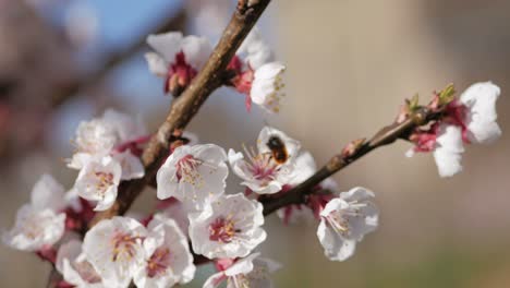 Biene-Auf-Kirschblüte,-Die-An-Einem-Sonnigen-Tag-Nektar-Und-Pollen-Sammelt