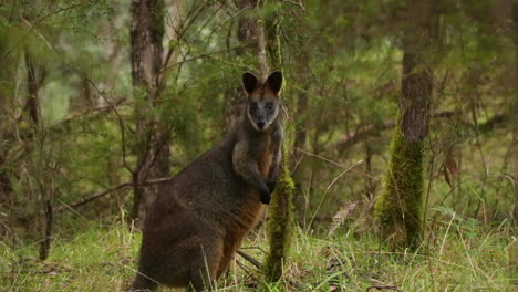 Alerta-Pantano-Wallaby-Macrópodo-Marsupial-Del-Este-De-Australia-En-Un-Entorno-De-Arbustos-Salvajes-Mira-Directamente-A-La-Cámara