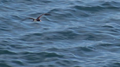 Brown-booby-soaring-along-avoiding-the-breaking-waves-in-slow-motion