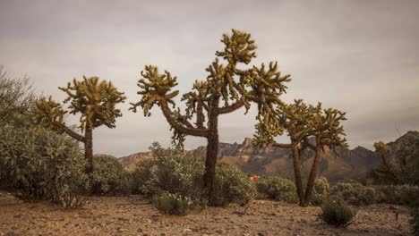 Time-lapse-of-three-cholla-cactus-set-against-mountains-from-sunset-to-starry-night-4K