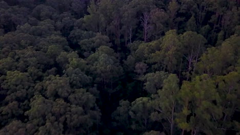 Aerial-footage-of-dark-forest-at-dusk