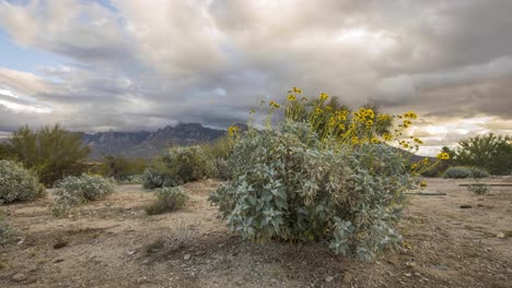 Las-Nubes-Se-Mueven-Rápidamente-Sobre-El-Floreciente-Arbusto-Quebradizo-Y-Las-Montañas-En-El-Desierto-Del-Sudoeste-De-Los-Estados-Unidos-4k