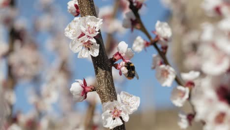 Bumblebee-collecting-nectar-and-pollen-on-cherry-blossom-on-sunny-day-with-blue-sky