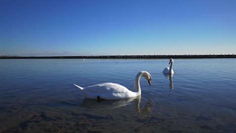 Esta-Es-Una-Filmación-De-Dos-Cisnes-Nadando-En-El-Lago-Azul-De-Ontario-En-Toronto-Están-Cerca-De-Lakeshore-Blvd-A-Fines-Del-Otoño-De-2018
