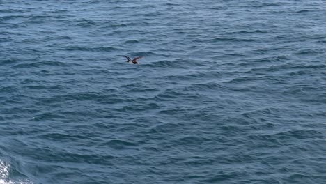 Brown-Booby-soaring-along-the-water-in-slow-motion