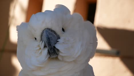 Umbrella-Cockatoo-beautiful-parrot.-FLuffed-up