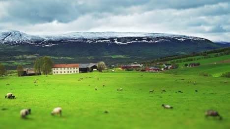 Schafe-Grasen-Auf-Dem-Feld-In-Der-Ländlichen-Gegend-Bei-Trondheim