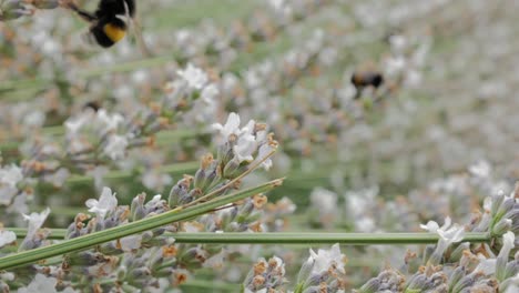 Hummel-Auf-Weißem-Lavendel,-Der-Sich-Von-Blume-Zu-Blume-Bewegt-Und-Fliegt