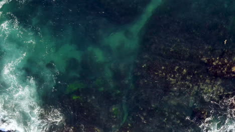 Aerial-view-tracking-to-right-clear-from-dark-sea-rocks-to-turquoise-green-sea-seabird-flying-across-screen-and-landing-in-water-Turimetta-Beach-Sydney-Australia