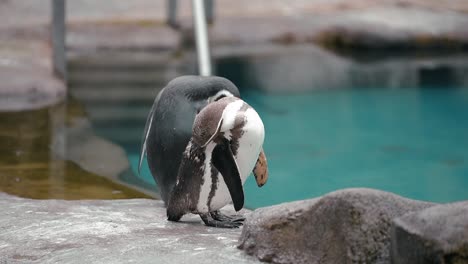 Two-penguins-cleaning-themselves-after-taking-a-swim-in-the-cool-blue-water-of-their-enclosure-at-Harewood-House-in-Leeds