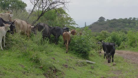 Slow-motion-shot-of-a-herd-of-cows-in-the-countryside-of-Mexico