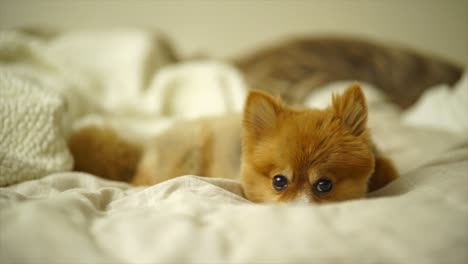 Beautiful-Pomeranian-Puppy