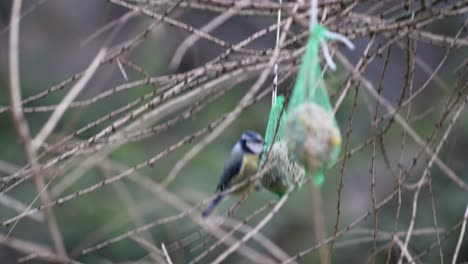 little-bird-on-a-bird-fat-ball-hanging-from-a-tree