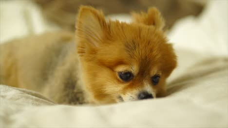 Beautiful-Pomeranian-Puppy