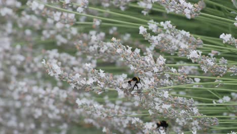 bumblebee-on-white-lavender-moving-and-flying