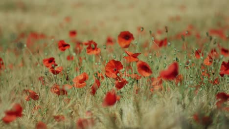 grain-field-with-poppy-telephoto-closeup-and-rack-focus