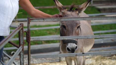 Donkey-at-petting-zoo