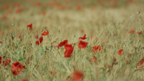 grain-field-with-poppy-telephoto-slow-tilt-up-and-rack-focus