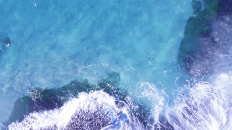 White-fringed-waves-roll-onto-ocean-rocks-clear-blue-water-bird-flying-across-screen-left-of-frame-Tamarama-beach-Sydney-Australia-POV-drone